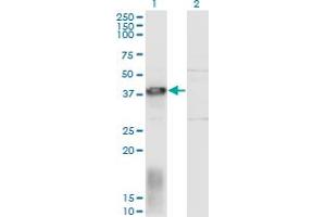 Western Blot analysis of EAF1 expression in transfected 293T cell line by EAF1 monoclonal antibody (M05), clone 1G2.