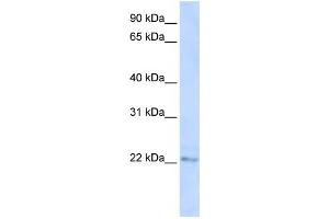 Western Blotting (WB) image for anti-SAYSVFN Motif Domain Containing 1 (SAYSD1) antibody (ABIN2459110) (SAYSD1 Antikörper)