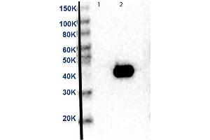 Western Blot of Anti-MEK2 Antibody. (MEK2 Antikörper  (C-Term))