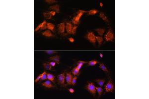 Immunofluorescence analysis of C6 cells using GCSH Rabbit pAb (ABIN6127983, ABIN6141032, ABIN6141033 and ABIN6217784) at dilution of 1:100 (40x lens). (GCSH Antikörper  (AA 1-173))