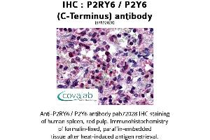 Image no. 1 for anti-Pyrimidinergic Receptor P2Y, G-Protein Coupled, 6 (P2RY6) (C-Term) antibody (ABIN1737768)