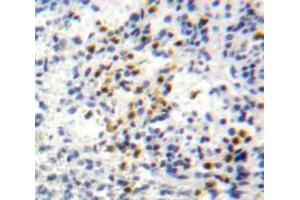 IHC-P analysis of Spleen tissue, with DAB staining. (CXCL1 Antikörper  (AA 35-107))