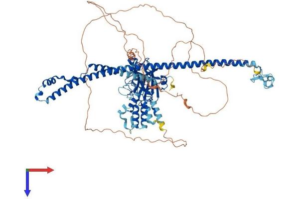 MEFV Protein (AA 1-781) (His tag)