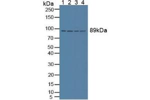 Figure. (VCP Antikörper  (AA 125-371))
