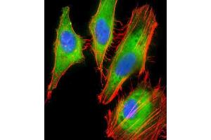 Immunofluorescent analysis of 4 % paraformaldehyde-fixed, 0. (Proteoglycan 4 Antikörper  (AA 176-210))