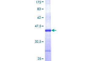 PGGT1B Protein (AA 1-105) (GST tag)