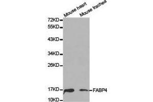 Western Blotting (WB) image for anti-Fatty Acid Binding Protein 4, Adipocyte (FABP4) antibody (ABIN1872636) (FABP4 Antikörper)