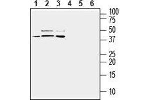 Western blot analysis of mouse BV-2 microglia (lanes 1 and 4), human U-87 MG glioblastoma (lanes 2 and 5) and human THP-1 monocytic leukemia (lanes 3 and 6) cell line lysates: - 1-3.