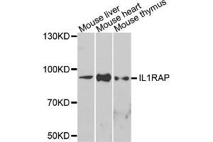 Western blot analysis of extracts of various cell lines, using IL1RAP antibody (ABIN5975370) at 1/1000 dilution. (IL1RAP Antikörper)