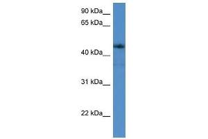 ADORA2A antibody used at 0. (Adenosine A2a Receptor Antikörper  (C-Term))