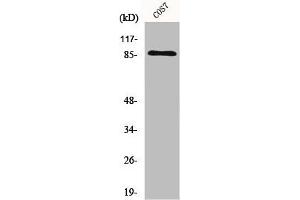 Western Blot analysis of COS7 cells using Ku-80 Polyclonal Antibody (XRCC5 Antikörper  (C-Term))
