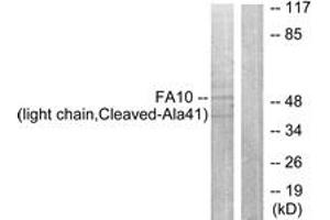Western blot analysis of extracts from A549 cells, treated with etoposide 24uM 24h, using FA10 (light chain,Cleaved-Ala41) Antibody. (Coagulation Factor X Antikörper  (Cleaved-Ala41))