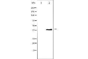 Western blot analysis of AurB phosphorylation expression in Nocodazole treated COS7 whole cell lysates,The lane on the left is treated with the antigen-specific peptide. (Aurora Kinase B Antikörper  (pThr232))