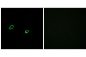 Immunofluorescence analysis of MCF-7 cells, using OR10AG1 antibody. (OR10AG1 Antikörper  (C-Term))