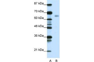 WB Suggested Anti-HSF1 Antibody Titration:  0. (HSF1 Antikörper  (C-Term))