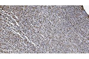 IHC analysis of SAMHD1 using anti-SAMHD1 antibody (ABIN7601514). (SAMHD1 Antikörper  (AA 37-626))