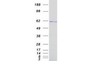 Western Blotting (WB) image for HNF1 Homeobox B (HNF1B) protein (Myc-DYKDDDDK Tag) (ABIN2722894)