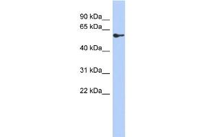 WB Suggested Anti-ZNF165 Antibody Titration:  0.