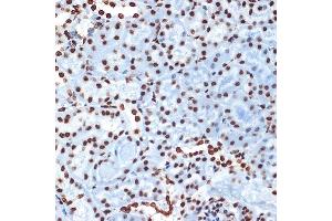 Immunohistochemistry of paraffin-embedded mouse kidney using Histone H4 Rabbit mAb (ABIN7267706) at dilution of 1:100 (40x lens). (HIST4H4 Antikörper)