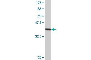 Western Blot detection against Immunogen (37. (MFN1 Antikörper  (AA 1-100))