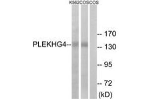 Western blot analysis of extracts from COS7/K562 cells, using PLEKHG4 Antibody.