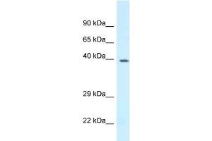 WB Suggested Anti-Dpf3 Antibody Titration: 1. (DPF3 Antikörper  (N-Term))