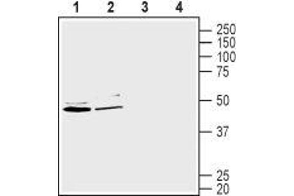 SLC2A2 Antikörper  (Intracellular)