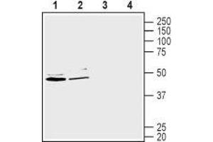 Western blot analysis of human Caco-2 colorectal adenocarcinoma cell line lysate (lanes 1 and 3) and human HepG2 liver hepatocellular carcinoma cell lysate (lanes 2 and 4): - 1-2. (SLC2A2 Antikörper  (C-Term, Intracellular))
