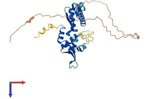 MAGEA3 Protein (AA 1-314) (His tag)