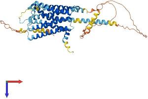 ADRA2C Protein (AA 1-462) (His tag)