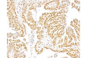 Immunohistochemistry (IHC) image for anti-Dpy-30 Homolog (DPY30) (AA 1-50) antibody (ABIN7453464) (DPY30 Antikörper  (AA 1-50))