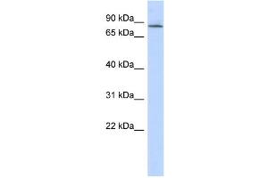 Western Blotting (WB) image for anti-Amyloid beta (A4) Precursor Protein-Binding, Family B, Member 2 (APBB2) (Middle Region) antibody (ABIN2786292)