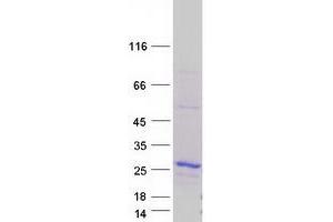 Validation with Western Blot (BAX Protein (Myc-DYKDDDDK Tag))