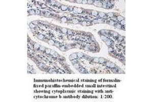 anti-Serine / Threonine Protein Kinase YPK2 / YKR2 (YPK2) (C-Term) antibody