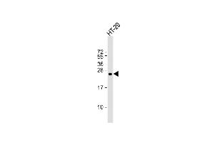 Anti-RRAS Antibody (Center) at 1:1000 dilution + HT-29 whole cell lysate Lysates/proteins at 20 μg per lane. (R-Ras Antikörper  (AA 91-123))