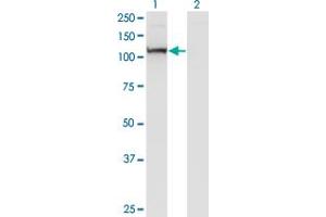 Western Blot analysis of PCDHA7 expression in transfected 293T cell line by PCDHA7 monoclonal antibody (M10), clone 4G3. (PCDHA7 Antikörper  (AA 143-241))
