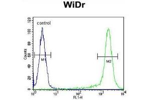 Flow Cytometry (FACS) image for anti-Solute Carrier Family 35, Member G5 (SLC35G5) (AA 1-30), (N-Term) antibody (ABIN950385)