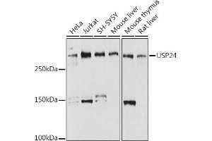 Western blot analysis of extracts of various cell lines, using USP24 antibody (ABIN7271154) at 1:1000 dilution.