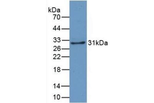 CRYL1 anticorps  (AA 24-232)