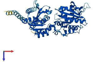 ALG1 Protein (AA 1-464) (His tag)