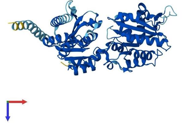 ALG1 Protein (AA 1-464) (His tag)