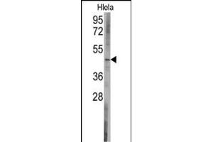 Western blot analysis of anti-BCL2L13 Antibody (C-term) (ABIN392360 and ABIN2841997) in Hela cell line lysates (35 μg/lane). (BCL2L13 Antikörper  (C-Term))