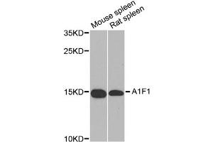 Western blot analysis of extracts of various cell lines, using AIF1 antibody (ABIN5970719) at 1/1000 dilution. (Iba1 Antikörper)