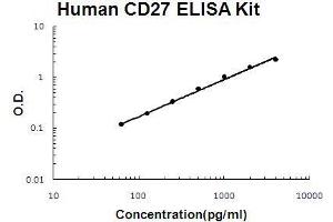 Human TNFRSF7/CD27 PicoKine ELISA Kit standard curve