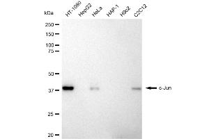 Western blotting analysis using c-Jun antibody (ABIN7799145). (Rekombinanter C-JUN Antikörper)