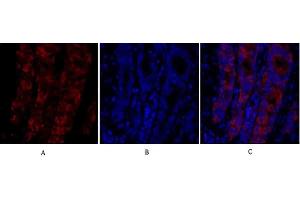 Immunofluorescence analysis of rat lung tissue.