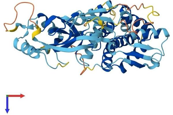 Gasdermin A Protein (GSDMA) (AA 1-446) (His tag)