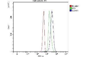 anti-Surfeit 1 (SURF1) (AA 27-295) antibody