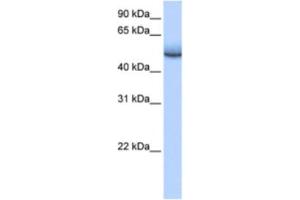 Western Blotting (WB) image for anti-Zinc Finger Protein 486 (ZNF486) antibody (ABIN2463449) (ZNF486 Antikörper)