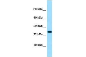 Western Blotting (WB) image for anti-Interleukin 19 (IL19) (C-Term) antibody (ABIN2789719) (IL-19 Antikörper  (C-Term))